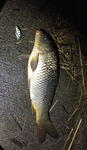 コイの釣果