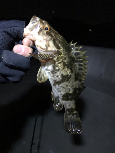 タケノコメバルの釣果