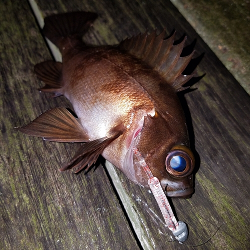 メバルの釣果