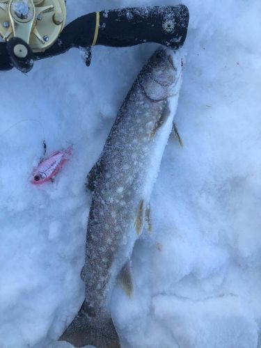 アメマスの釣果