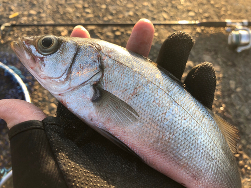 セイゴ（ヒラスズキ）の釣果