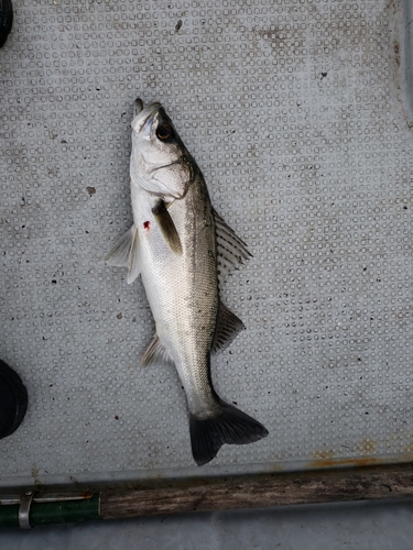 マルスズキの釣果