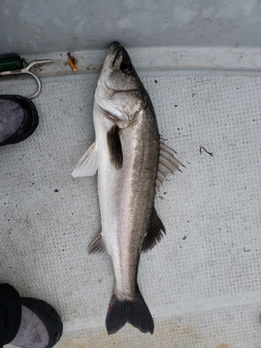 マルスズキの釣果