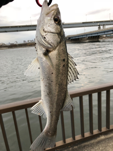 セイゴ（マルスズキ）の釣果