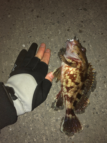 アラカブの釣果