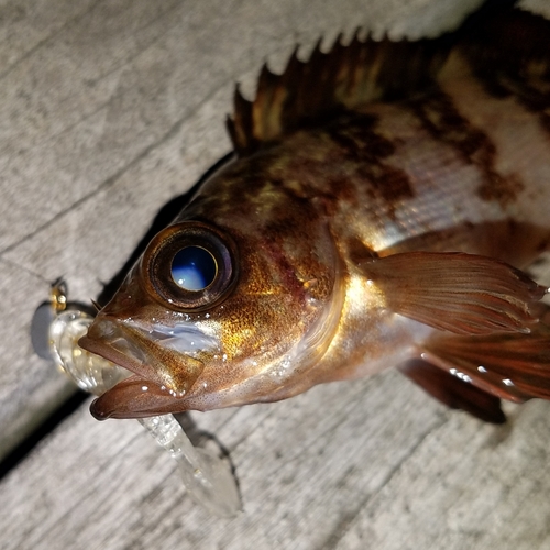 メバルの釣果