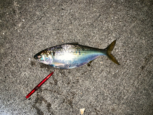 コノシロの釣果