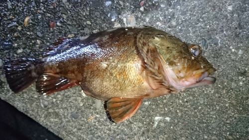 カサゴの釣果