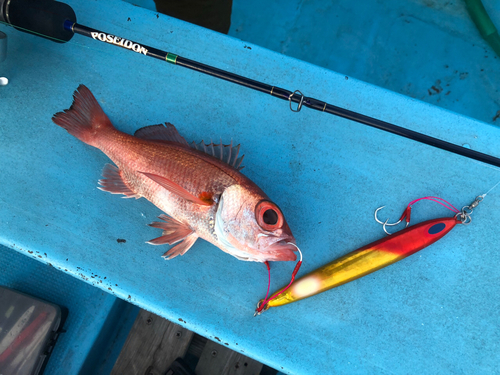 アカムツの釣果