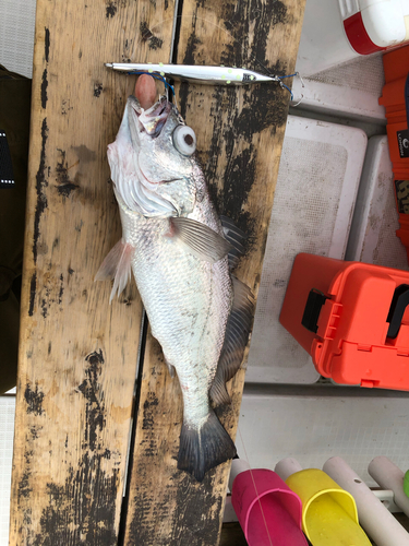 クログチの釣果