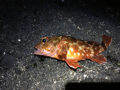 カサゴの釣果