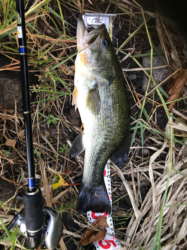 ブラックバスの釣果