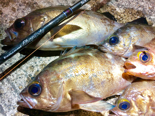 メバルの釣果