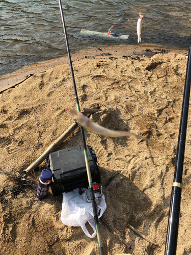 ワカサギの釣果