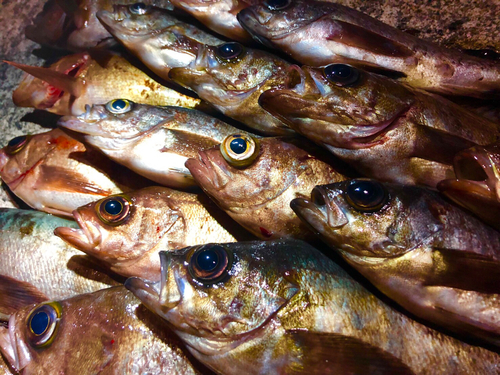 メバルの釣果