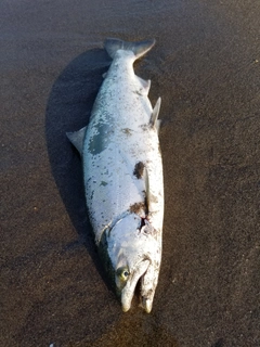 サクラマスの釣果