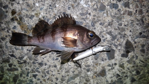 メバルの釣果