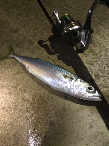 サバの釣果