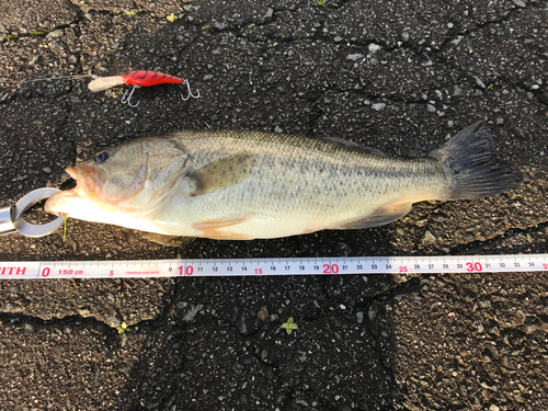 ブラックバスの釣果