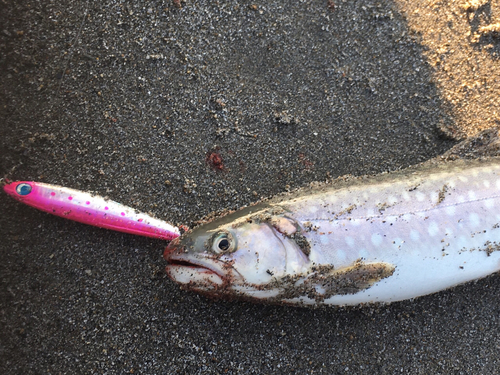 アメマスの釣果