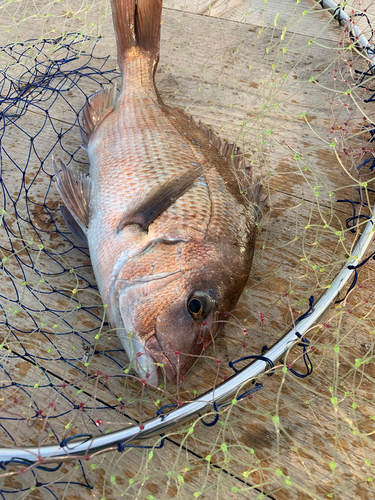 メジロの釣果