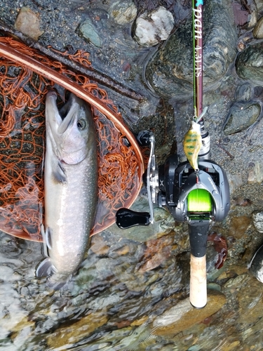 イワナの釣果