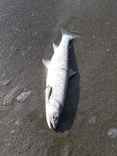 アメマスの釣果