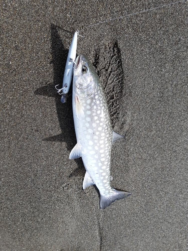 アメマスの釣果