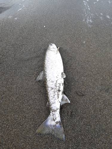 アメマスの釣果