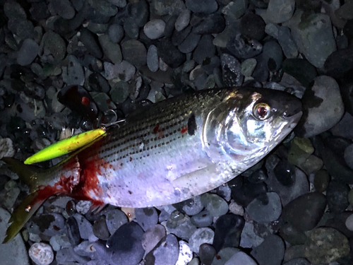 コノシロの釣果