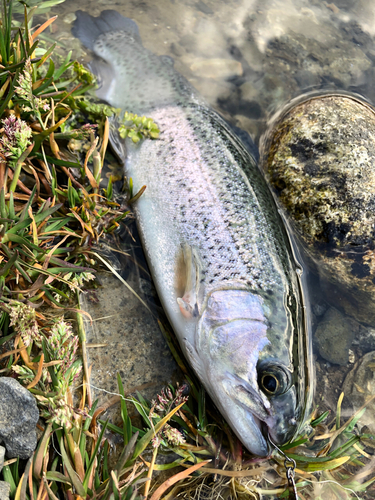 ニジマスの釣果