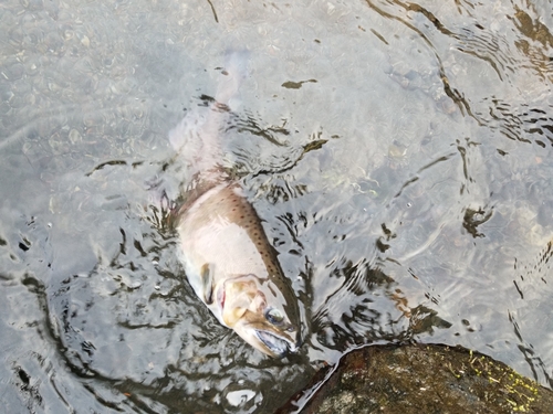 ヤマメの釣果