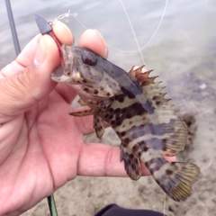 チャイロマルハタの釣果