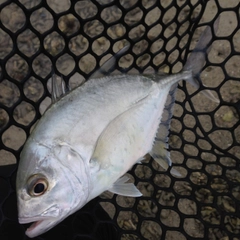 メッキの釣果