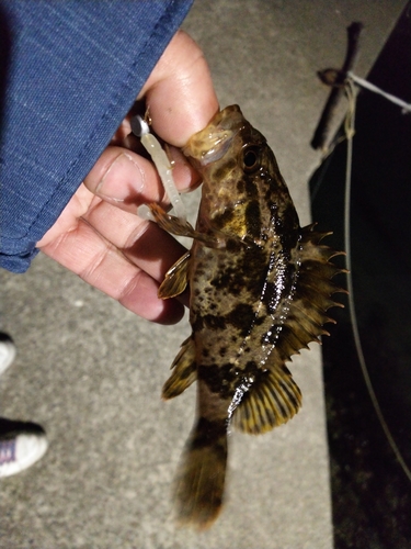 タケノコメバルの釣果