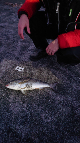 イサキの釣果