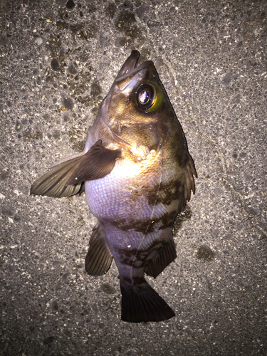 メバルの釣果