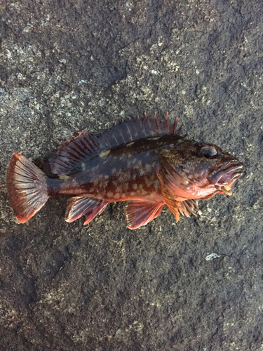 カサゴの釣果