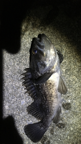 ソイの釣果