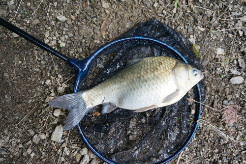 ヘラブナの釣果