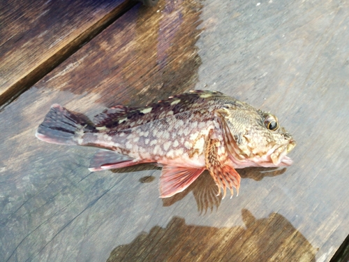 ガシラの釣果