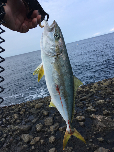 ヒラマサの釣果