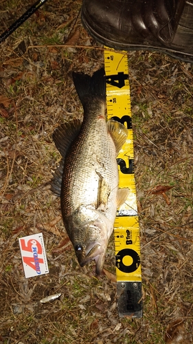 ブラックバスの釣果