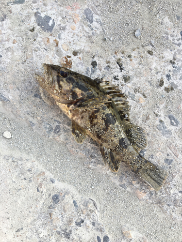 タケノコメバルの釣果