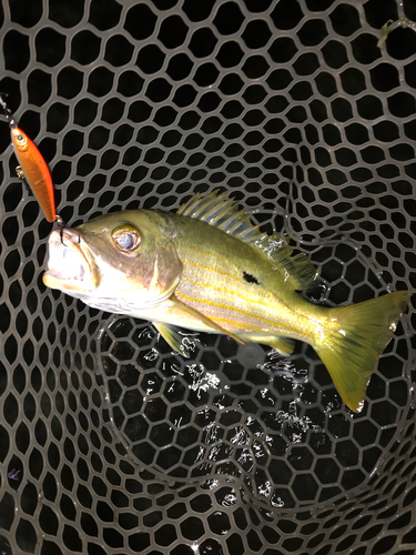 イッテンフエダイの釣果