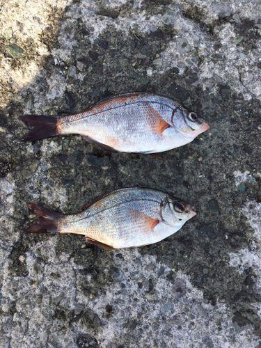 ウミタナゴの釣果