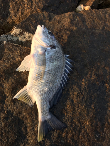 キビレの釣果