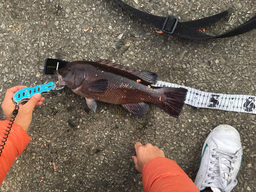 カンダイの釣果