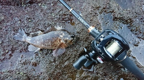 ムラソイの釣果