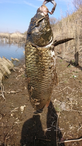 コイの釣果